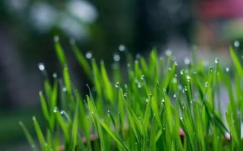 貓草是什么植物的種子，是小麥幼苗，大麥幼苗，燕麥幼苗