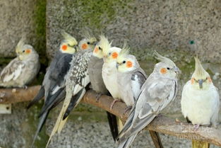 玄鳳鸚鵡會說話嗎，經過訓練后會說話