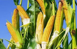 玉米畝產多少斤正常，如東三省春玉米畝產量在1000至1400斤左右