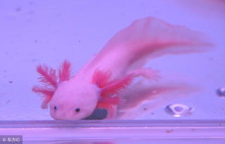 球蟒可以養嗎，我國是不允許飼養的