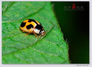 瓢蟲咬人有毒嗎, 瓢蟲咬人沒有毒