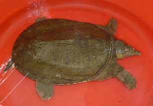 甲魚和烏龜的區別，烏龜脖子的部位有鱗片甲魚的頭是尖的