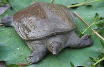 甲魚(yú)王八鱉烏龜?shù)膮^(qū)別，在食量方面鱉明顯大于烏龜