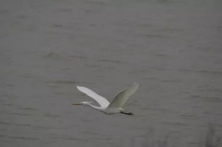 白鷺是幾級保護動物，國家二級重點保護動物