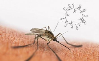 盯人的蚊子是公還是母，只有雌蚊子吸血