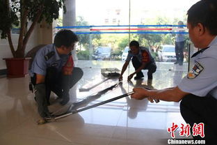 眼睛蛇和眼睛王蛇的區別,普通的眼鏡蛇體長只有眼鏡王蛇的一半