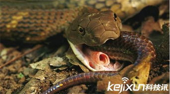 眼鏡王蛇為什么會追人, 眼鏡王蛇智商高遇到人類的挑釁就會發起攻擊