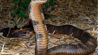 眼鏡王蛇有多大,可以超過五米體重達到二十多斤