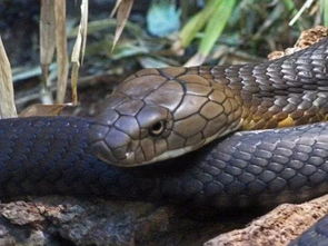 眼鏡王蛇有毒嗎，有毒的眼鏡王蛇被稱為“蛇類煞星”