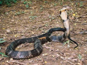 眼鏡蛇與眼鏡王蛇的區別,眼鏡蛇毒性比眼鏡王蛇小一些