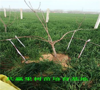 矮化蘋(píng)果樹(shù)畝產(chǎn)多少斤，8000斤-10000斤