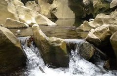 熱帶雨林的特點，組成種類豐富高位芽植物占絕對優(yōu)勢