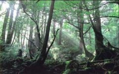 煤炭的形成過程,植物遺體經過生物化學作用