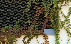 爬山虎是什么植物，屬于大型落葉藤本植物