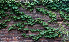 爬山虎生活在哪里，陰濕環境或向陽處均能茁壯生長