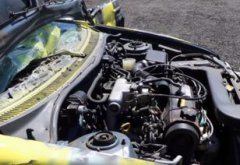 狗的壽命一般多長，一般其壽命為10~20年