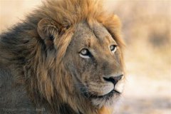 獅子的壽命一般多少年，公獅的壽命最多10年，母獅在17年左右