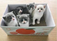 貓的壽命一般多長，在13~15年左右也有一些能活到20歲