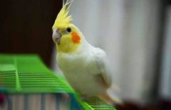 玄風鸚鵡會說話嗎，經過訓練后會說話