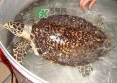玳瑁和海龜?shù)膮^(qū)別,玳瑁龜體內(nèi)是含有劇毒