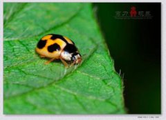 瓢蟲咬人有毒嗎， 瓢蟲咬人沒有毒