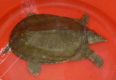 甲魚和烏龜?shù)膮^(qū)別,烏龜脖子的部位有鱗片甲魚的頭是尖的