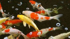 白蝦吃什么,可以吃浮游植物,也可以吃紅蟲等動物性飼料