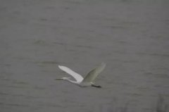 白鷺是幾級保護動物，國家二級重點保護動物