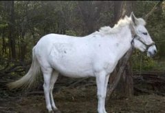 白龍馬犯了什么罪,曾縱火燒了玉帝賜給敖閏的明珠