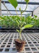 百香果苗怎么培育,種植到土壤松軟透氣的基質中