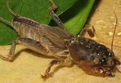 皮蠹怎么能徹底消滅，人工震落捕捉防治