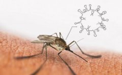 盯人的蚊子是公還是母,只有雌蚊子吸血