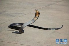 眼鏡王蛇最長多少米，已知世界上最長的眼鏡王蛇體長達到了5.58米