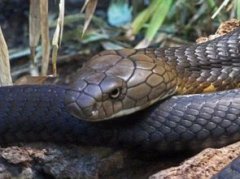 眼鏡王蛇有毒嗎，有毒的眼鏡王蛇被稱為“蛇類煞星”