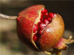 石榴的籽能不能吃，能吃蛋白質含量高于10%