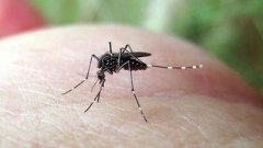 秋蚊子為什么那么厲害，秋季蚊子產卵需要更多的營養