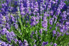 竹米多少錢一斤,賣到上百元一斤150元左右