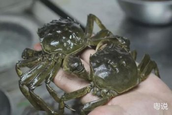 立馬死的螃蟹能不能吃，剛死的螃蟹是可以吃的