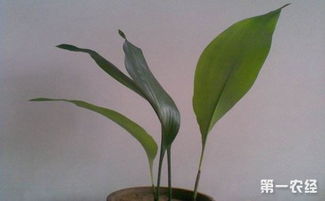 粽子葉是什么植物的葉子，一般以箬葉等制成