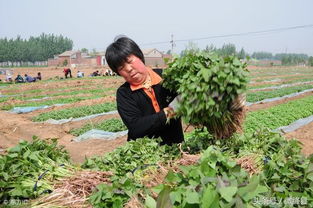 紅薯苗怎么培育，在移栽種植前2個月育苗