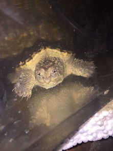 純佛鱷龜和雜佛鱷龜?shù)膮^(qū)別,佛鱷又稱為佛羅里達(dá)蛇鱷龜