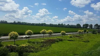 胚芽米多少錢一斤，40塊錢一斤