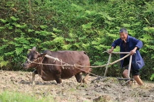 耕田是什么季節，屬于春、夏兩季