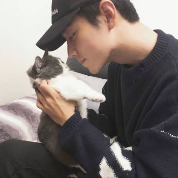 肖戰的貓是什么品種，藍白曼基康品種、英國短毛貓