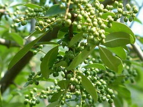 花椒苗怎么培育，需要在每年的2～3月份進行培育