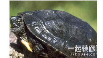 草龜怎么養，飼養草龜可以在池塘也可以在水缸里