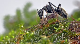 螞蟻的壽命有多長，工蟻可生存幾星期至3-7年