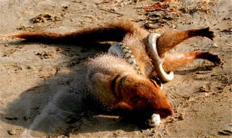 蛇的天敵是什么動物，蛇獴、蛇鷲、蜜獾、眼鏡王蛇等