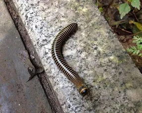 蜈蚣是什么動(dòng)物，屬于陸生節(jié)肢動(dòng)物