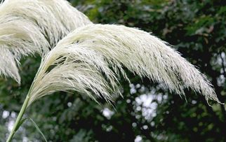 蒹葭是什么植物，常見的多年水生或濕生禾本科植物蘆葦